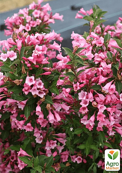 Вейгела "Tango" (Weigela Florida)1
