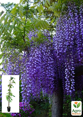 LMTD Вистерия (глициния) "Sinensis" 5-и летняя (высота 150-200см)