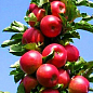 Яблуня колоновидна "Джин" (зимовий сорт, пізній термін дозрівання)