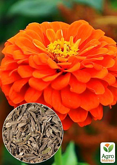 На развес Циния  георгиноцветковая "Оранжевая" ТМ "Весна" цена за 4г2