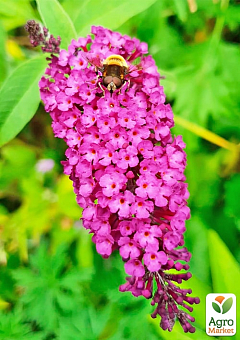 Буддлея Давида "Pink Delight"9