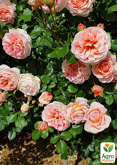Роза английская "Abraham Darby" в контейнере, высший сорт21