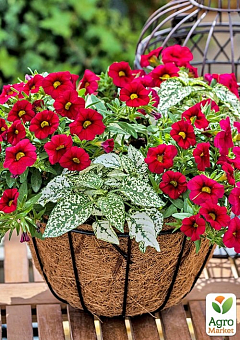 Калібрахоа Calipetite "Red"24