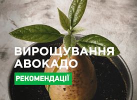 Авокадо в горщику - корисні статті про садівництво від Agro-Market