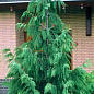 Кипарис Гімалайський (Cupressus Torulosa) контейнер Р9