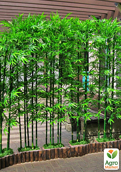 Бамбук садовый "Bamboo Vulgaris"2