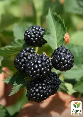 Ежевика "Caddo" (высокоурожайный сорт, ранний срок созревания)