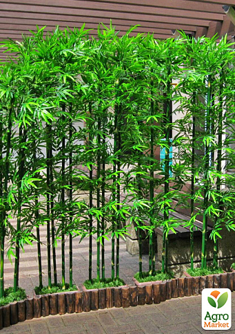 Бамбук садовий "Bamboo Vulgaris"
