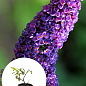 Буддлея Давида "Purple Emperor" С1 (висота 20-40см)