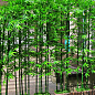 Бамбук садовий "Bamboo Vulgaris"