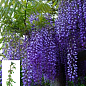 LMTD Вистерия (глициния) "Sinensis Prolific" 5-и летняя (высота 150-200см)