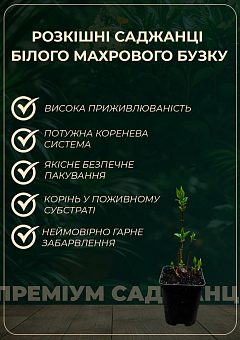 Бузок білий махровий "Міс Елен Вілмонт"10