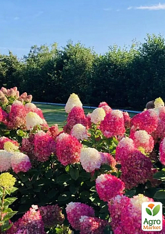 Гортензия метельчатая 2-х летняя "Strawberry Blossom" высота саженца 20-30см3