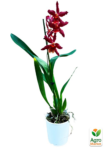 Орхідея Камбрія "Шайєнн" - фото 4