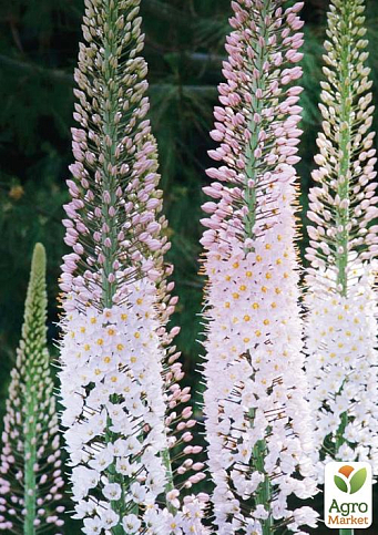 Эремурус "Robustus" 1шт в упаковке