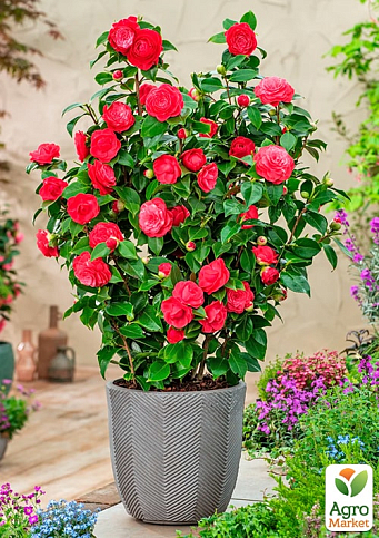 LMTD Камелия японская 2-х летняя "Lady Campbell" (высота 35-45см) - фото 5