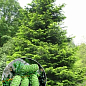 Ялиця Велика (Abies grandis) горщик P9