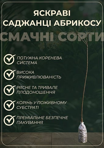 Абрикос "Фарліс" (літній сорт, пізній термін дозрівання) - фото 2