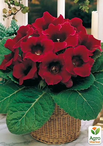 Глоксинія "Defiance"