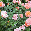 Роза патіо "Апрікот Санблейз"