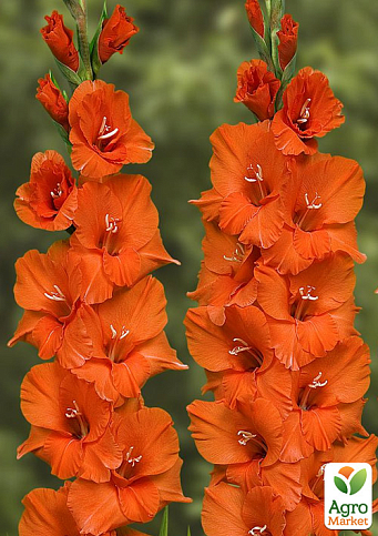 Гладіолус "Orange King"