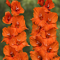 Гладіолус "Orange King"