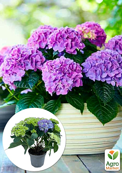 LMTD Гортензия махровая цветущая 2-х летняя "Tabletensia Purple" (15-30см)20