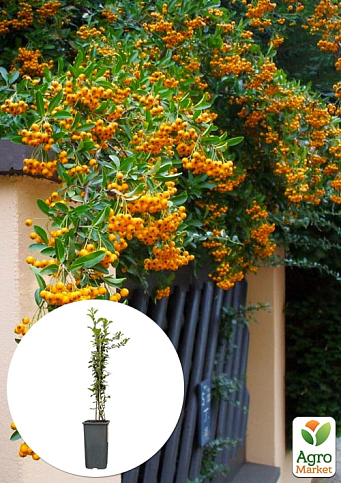 Пираканта "Soleil d`Or" 3-х летняя (высота 60-80см)
