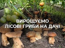 Як виростити лісові гриби на дачі | Agro-market​