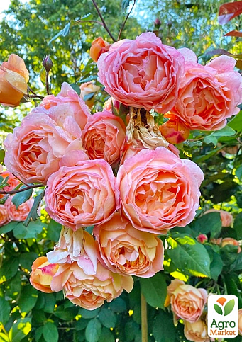 Троянда англійська "William Morris" (саджанець класу АА +) вищий сорт - фото 2