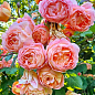 Роза английская "William Morris" (саженец класса АА+) высший сорт купить