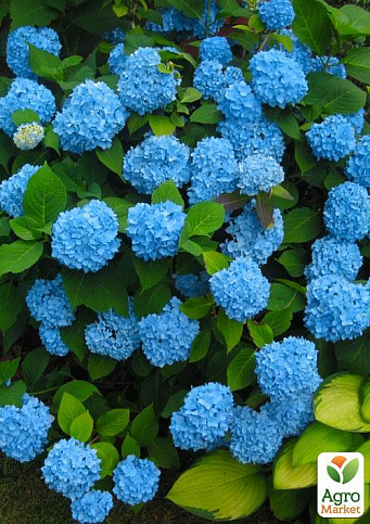 Эксклюзив! Гортензия крупнолистная нежно-голубого цвета "Голубая лагуна" (Blue Lagoon) (премиальный, зимостойкий, высокоурожайный сорт) - фото 2