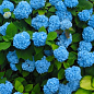 Эксклюзив! Гортензия крупнолистная нежно-голубого цвета "Голубая лагуна" (Blue Lagoon) (премиальный, зимостойкий, высокоурожайный сорт) купить