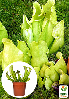 Саррацения (Sarracenia)1