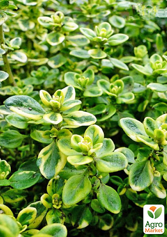 Чебрець "Mystic Lemon" (ґрунтопокривний, лікарський, широко застосовується в кулінарії)