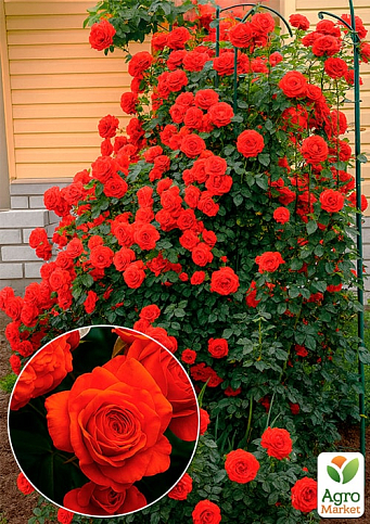 Троянда плетиста "Саліта" (саджанець класу АА+) вищий сорт