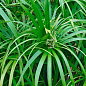 LMTD Пальма Зонтичная "Cyperus alternifolius" высота 60-70см