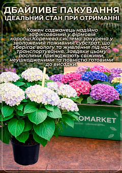 LMTD Гортензия macrophylla "Schneeball" 5-и летняя (высота 45-75см)1