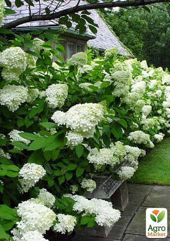 Эксклюзив! Гортензия метельчатая белая с лимонным оттенком "Мадонна" (Madonna) (премиальный быстрорастущий, морозоустойчивый сорт)