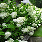 Эксклюзив! Гортензия метельчатая белая с лимонным оттенком "Мадонна" (Madonna) (премиальный быстрорастущий, морозоустойчивый сорт)