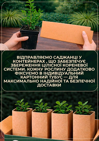 Брусника 2-х летняя "Санна" (высокоурожайный шведский сорт) вазон С2, высота 20-25см - фото 3
