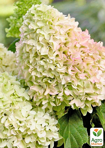 Гортензия метельчатая 3-х летняя "Little Spooky" - фото 2