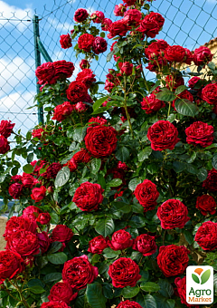 Троянда паркова "Red Eden Rose" (саджанець класу АА+) вищий сорт.9