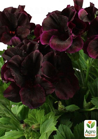 Пеларгония Королевская Aristo "Black Velvet" (контейнер № 10, высота 10-20 см) - фото 4