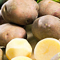 Насіннєвий среднеранний картопля "інноватор" (на пюре, 1 репродукція) 1кг