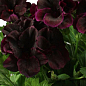 Пеларгония Королевская Aristo "Black Velvet" (контейнер № 10, высота 10-20 см)