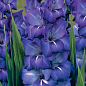 Гладіолус «Blue Isle»