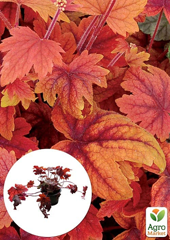 Гейхерелла (Heucherella) "Sweet Tea" С1 (висота 15-30см)