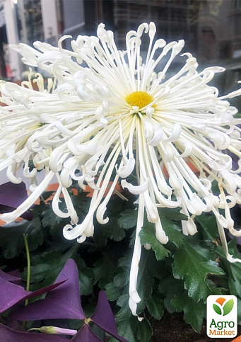 Хризантема великоквіткова "Spider White" (вазон С1 висота 20-30см) - фото 2