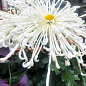 Хризантема великоквіткова "Spider White" (вазон С1 висота 20-30см) купить